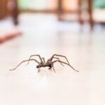Why Do Spiders Invade Naperville Homes in Winter?